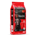 maxine perro adulto