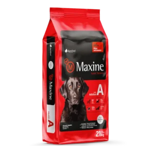 maxine perro adulto
