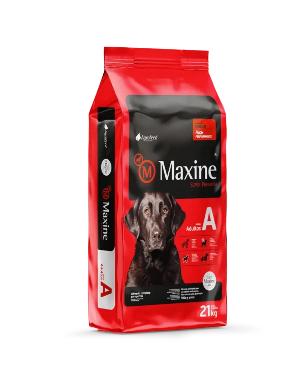 maxine perro adulto